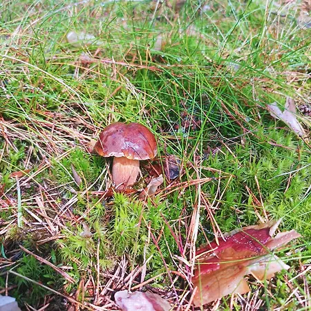 Semesterbostad ,,dom Na Skarpie