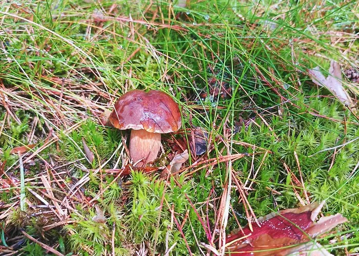 Сasa de vacaciones ,,dom Na Skarpie